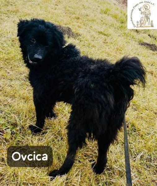 Ovcica  klein, fein und ziemlich ...