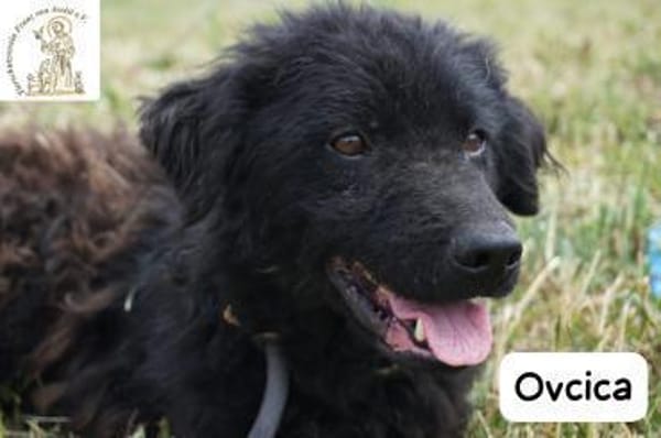 Ovcica  klein, fein und ziemlich ...