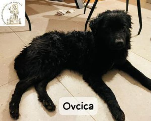 Ovcica  klein, fein und ziemlich ...