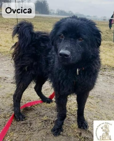 Ovcica  klein, fein und ziemlich ...