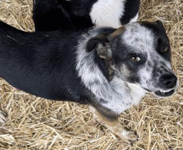 Jorek, der Geduldige 🐾