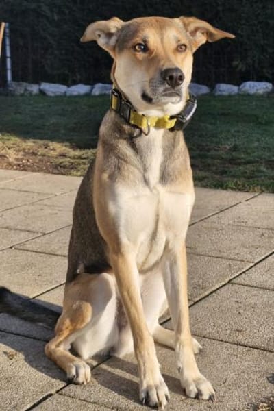 TruskyFröhliche Ohren suchen neue Couch