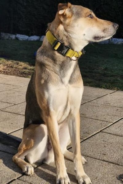 TruskyFröhliche Ohren suchen neue Couch