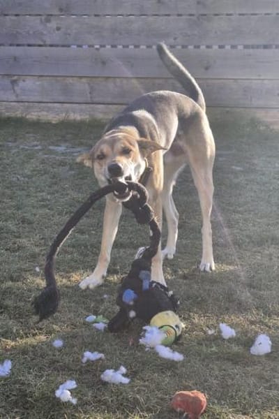 TruskyFröhliche Ohren suchen neue Couch