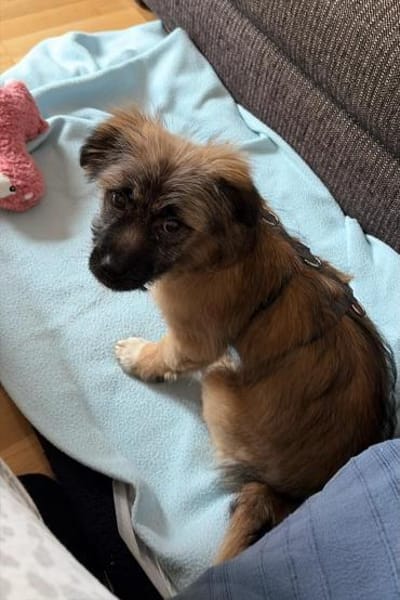 Caddie Glück auf 4 Pfoten 💜