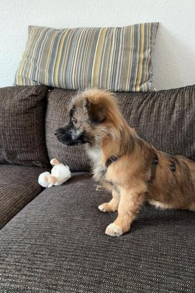 Caddie Glück auf 4 Pfoten 💜