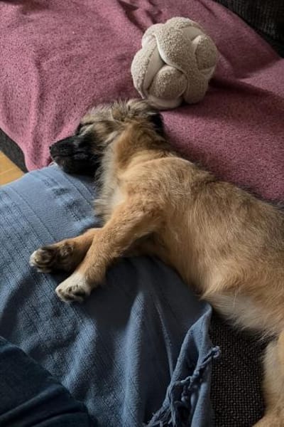 Caddie Glück auf 4 Pfoten 💜