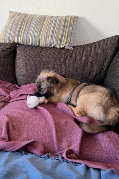 Caddie Glück auf 4 Pfoten 💜