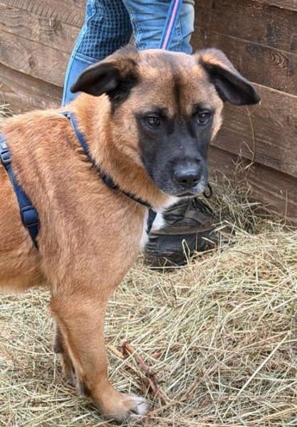 THORE, das T steht für Traumhund