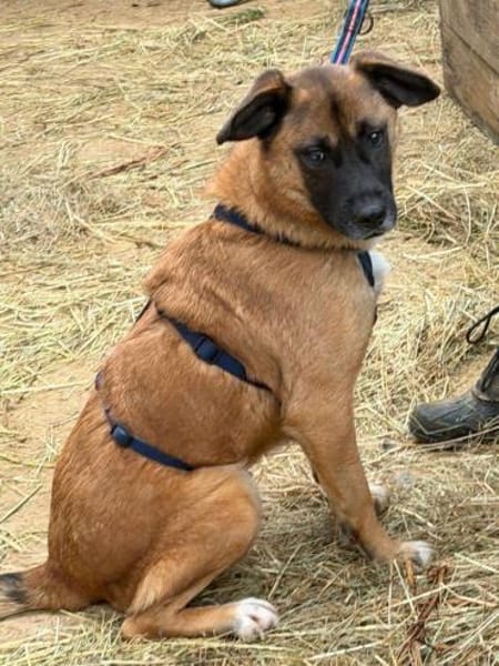 THORE, das T steht für Traumhund