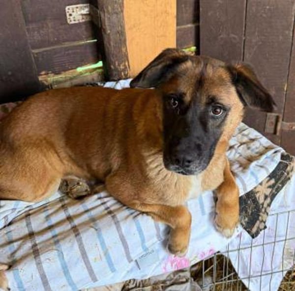 THORE, das T steht für Traumhund