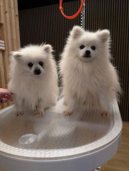 Mini sucht ein liebevolles Zuhause