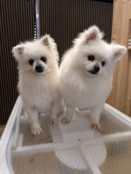 Mini sucht ein liebevolles Zuhause