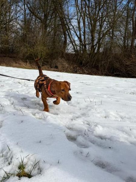 Dackel-Mix Conrad 1,5 Jahre alt