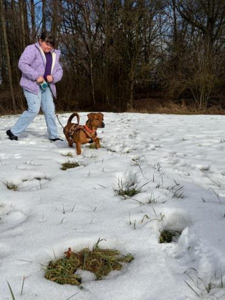 Dackel-Mix Conrad 1,5 Jahre alt