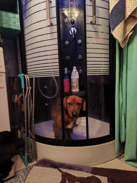 Dackel-Mix Conrad 1,5 Jahre alt