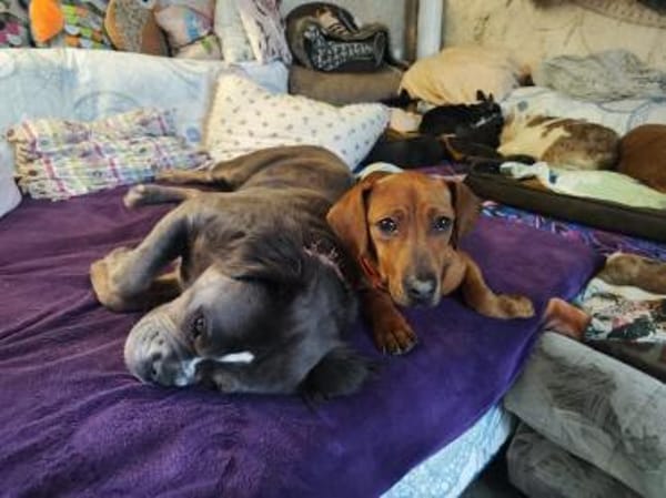 Dackel-Mix Conrad 1,5 Jahre alt