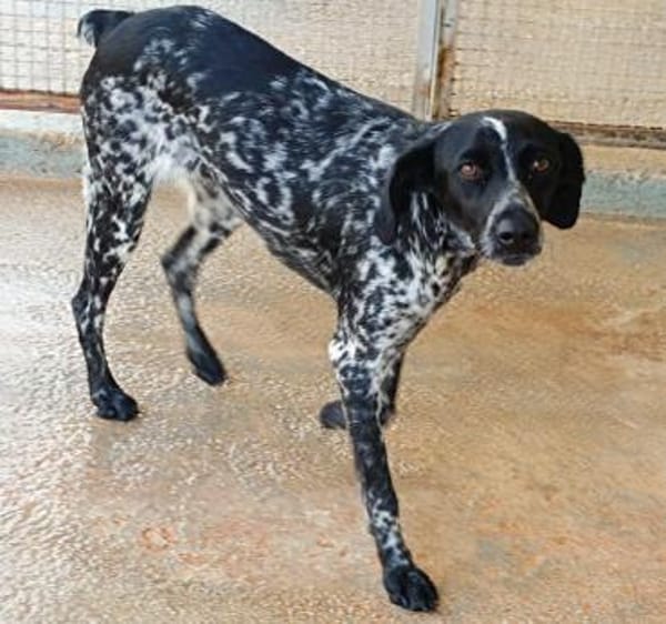 White in der Tierherberge Donzdorf