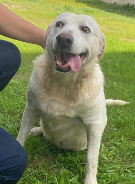 Esperanza in der Tierherberge Donzdorf