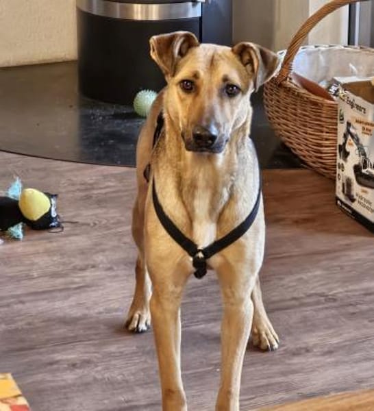 Brad sucht sein ZUhause