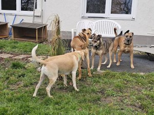 Brad sucht sein ZUhause