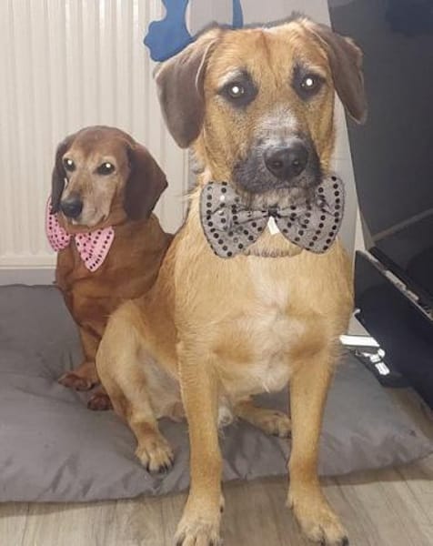 Besuche Taro in 24885 Sieverstedt ❤