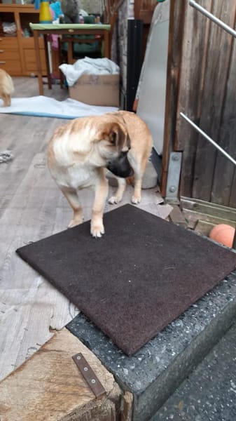 🌸 Violet  6 Monate  kleines Mädchen