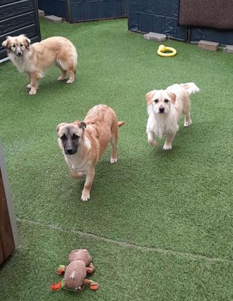 🌸 Violet  6 Monate  kleines Mädchen