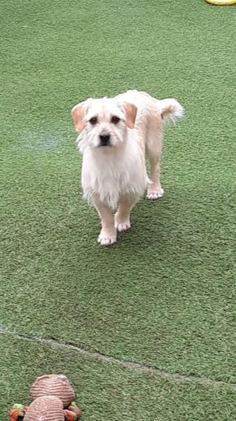 Árnika, ca. 2 Jahre jung