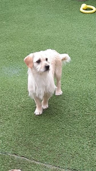 Árnika, ca. 2 Jahre jung