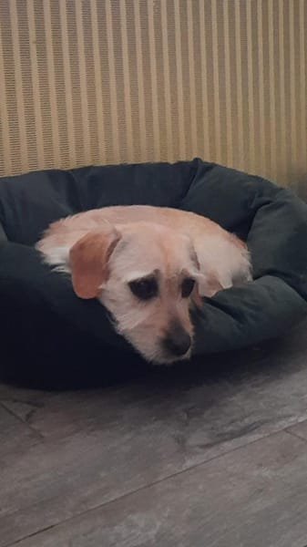 Árnika, ca. 2 Jahre jung