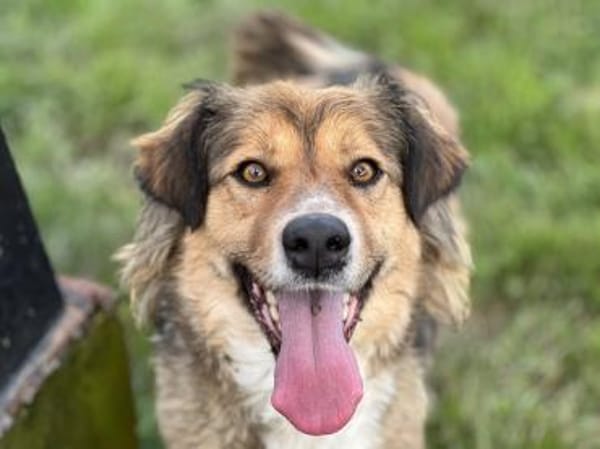 Kaya ❤ sucht ihr zuhause  ❤