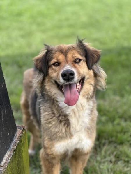 Kaya ❤ sucht ihr zuhause  ❤