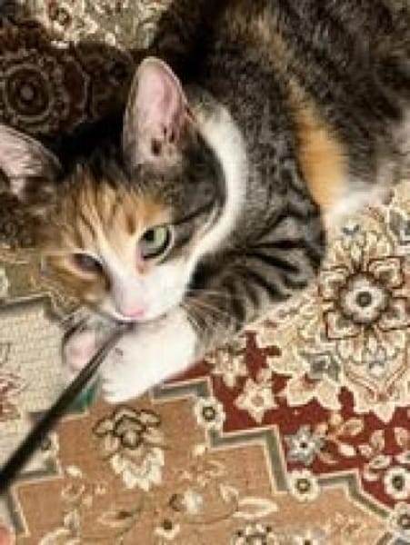 Kiyo sucht ihr Für-immer-Zuhause 🐾