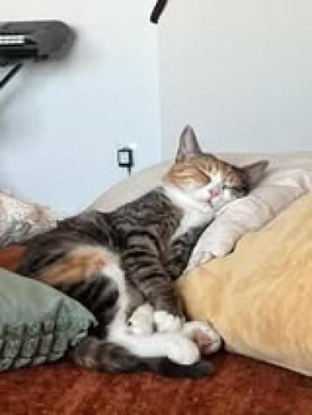 Kiyo sucht ihr Für-immer-Zuhause 🐾