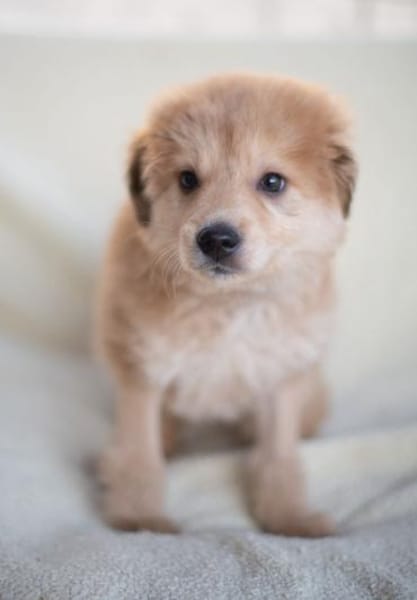 Hope, verspielter Welpe sucht Familie