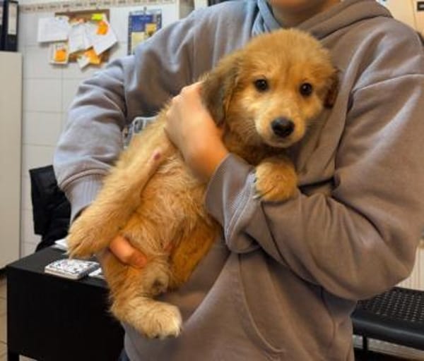 Hope, verspielter Welpe sucht Familie