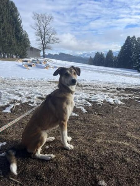 JOSI, sensible Hündin sucht