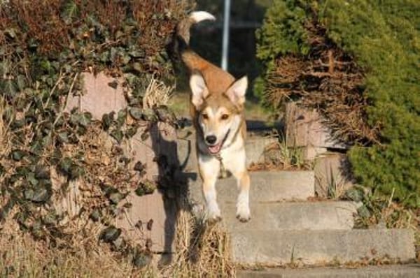 JOSI, sensible Hündin sucht