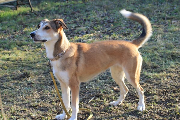 JOSI, sensible Hündin sucht