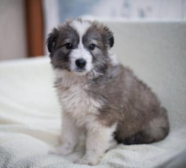 Romeo, intelligenter Welpe sucht Familie