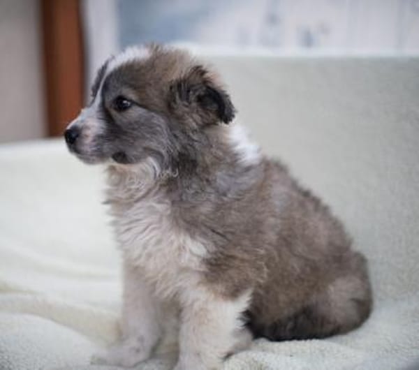 Romeo, intelligenter Welpe sucht Familie