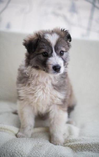 Romeo, intelligenter Welpe sucht Familie