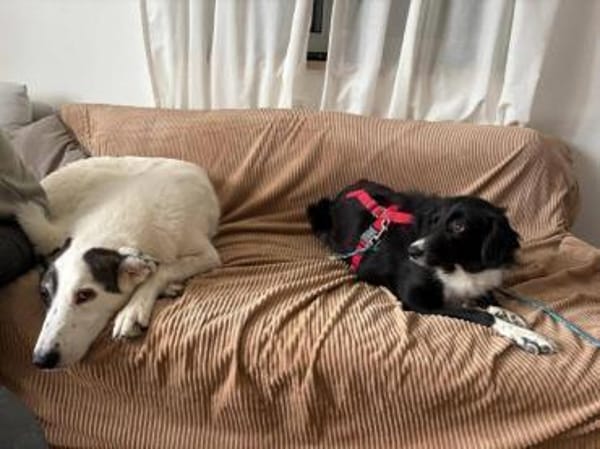 hübsche Tala auf PS in 92685