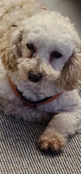 Zsak,schüchternes Pudelmädchen geb. 2020