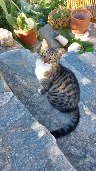 Scheue Fienchen sucht ihr Glück