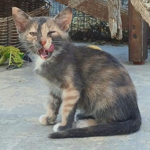 Zarte Lola sucht Familie