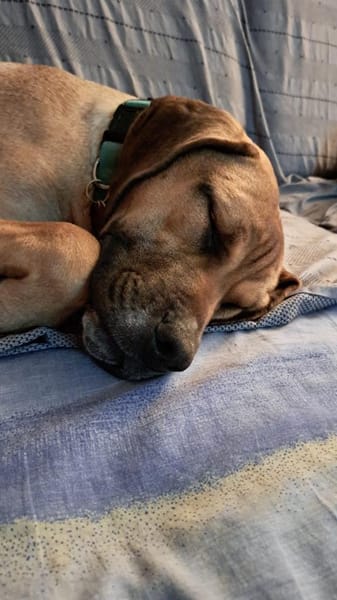 Mimika - einfach dankbar