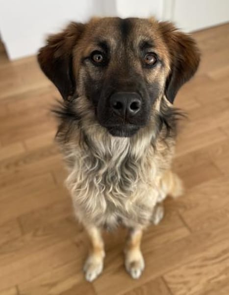 Strolch, geb. ca. 04/2024, 71272 Renning