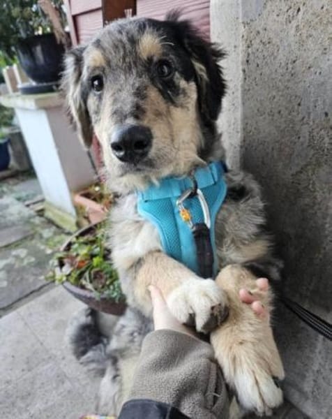 Sensibler Jungrüde ♥BALU♥ in 59174 Kamen